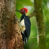 Datel indomalajsky - Dryocopus javensis - White-bellied Woodpecker o0150